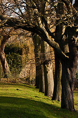 Image showing trees