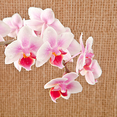 Image showing orchid