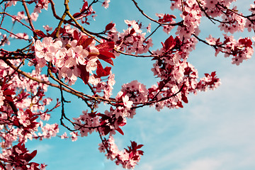 Image showing Pink blossom