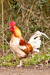 Image showing rooster