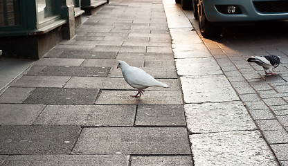 Image showing Urban birds