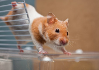 Image showing Hamster