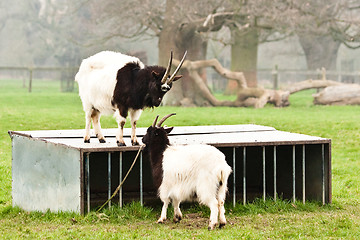 Image showing goats