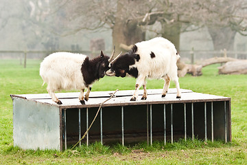 Image showing goats