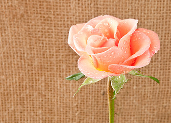 Image showing rose