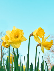 Image showing daffodils