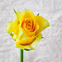 Image showing yellow rose