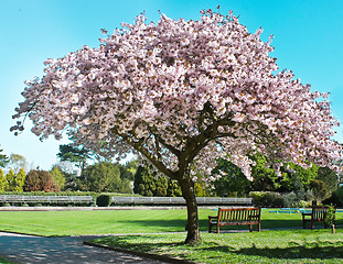 Image showing blossom tree