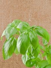 Image showing basil