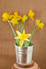 Image showing daffodils