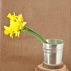 Image showing daffodils