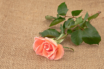 Image showing rose