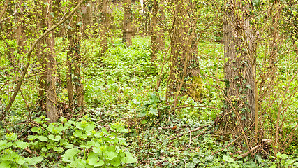 Image showing Spring woodland