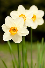 Image showing daffodils