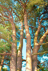 Image showing Trunks of fir trees