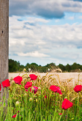 Image showing Summer poppies 