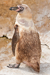 Image showing penguin