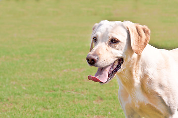 Image showing Golden labrador