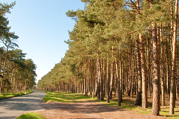Image showing woodland