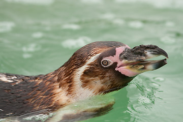 Image showing penguin
