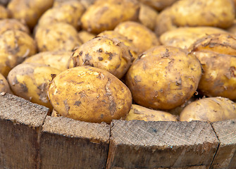 Image showing Freshly harvested potatoes in a wooden bucket