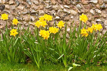 Image showing daffodils