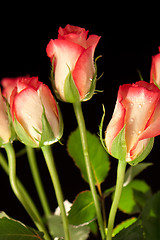 Image showing roses