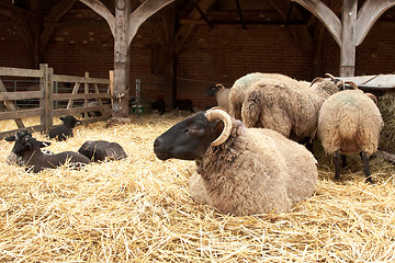 Image showing sheep