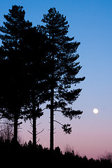 Image showing tree silhouette