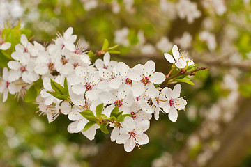 Image showing blossom