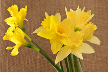 Image showing daffodils