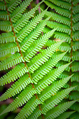 Image showing Fern leaf 