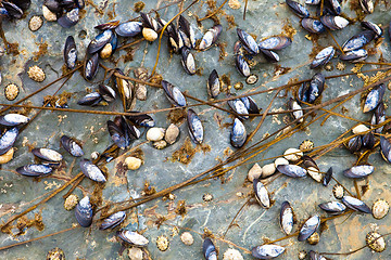 Image showing Mussles and barnacles