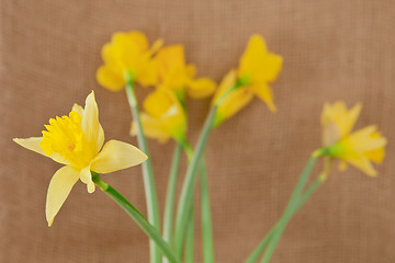 Image showing daffodils