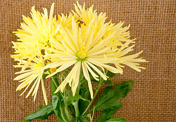 Image showing chrysanthemum