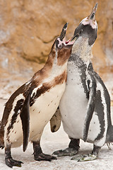 Image showing penguin