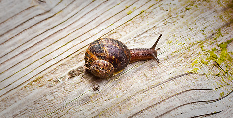 Image showing A snail sliding across a wooden surface