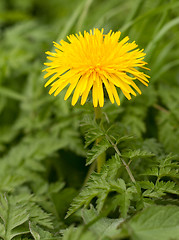 Image showing dandelion