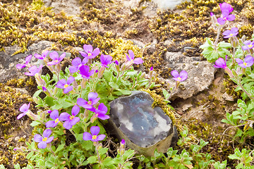 Image showing blue bells