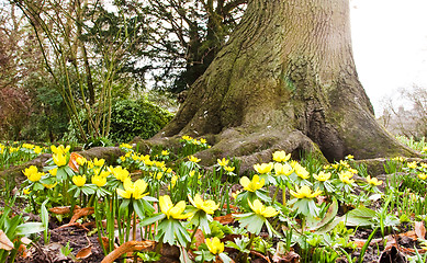 Image showing spring flowers