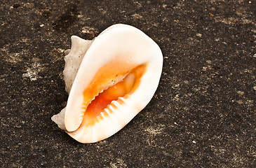 Image showing shell