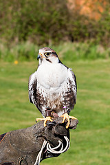 Image showing lugger falcon