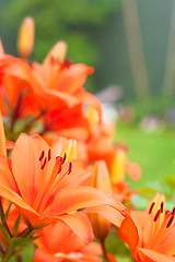 Image showing Orange lillies