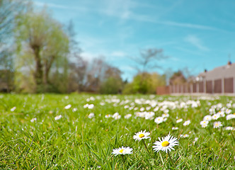 Image showing daisies