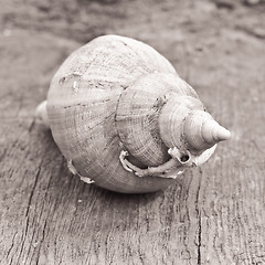 Image showing conch shell