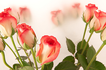 Image showing roses