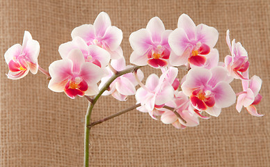 Image showing orchid