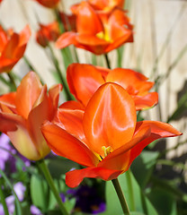 Image showing Orange tulips