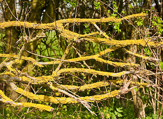 Image showing Lichen