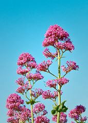 Image showing Purple spring plants against a blue sky